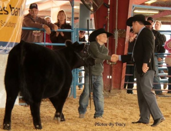 Create A Great Show Cattle Display - Stock Show Stories Stock Show